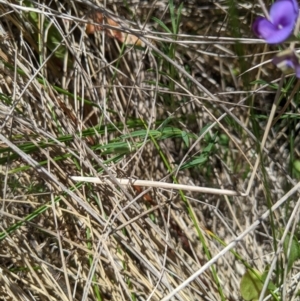 Swainsona behriana at Mount Clear, ACT - 14 Jan 2023 12:26 PM