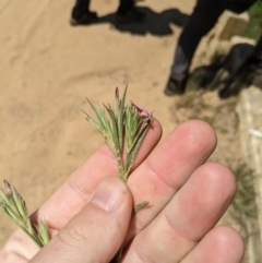 Dianthus armeria (Deptford Pink) at Mount Clear, ACT - 14 Jan 2023 by MattM