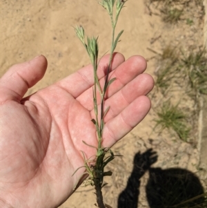 Dianthus armeria at Mount Clear, ACT - 14 Jan 2023 11:47 AM