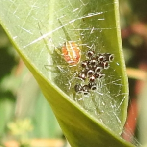 Oechalia schellenbergii at Kambah, ACT - suppressed