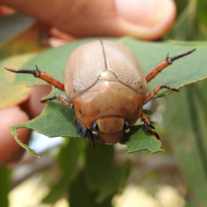 Anoplognathus pallidicollis at Lions Youth Haven - Westwood Farm A.C.T. - suppressed