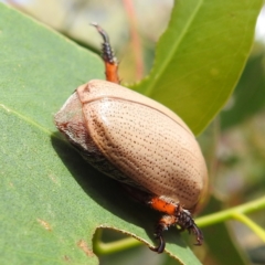 Anoplognathus pallidicollis at Lions Youth Haven - Westwood Farm A.C.T. - suppressed