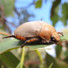 Anoplognathus pallidicollis at Lions Youth Haven - Westwood Farm A.C.T. - suppressed