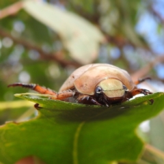 Anoplognathus pallidicollis at Lions Youth Haven - Westwood Farm A.C.T. - suppressed