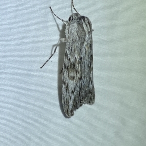 Capusa (genus) at Jerrabomberra, NSW - 14 Jan 2023