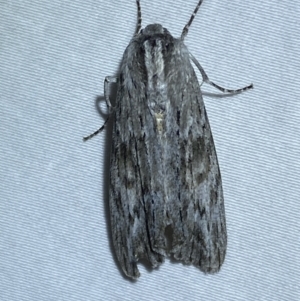 Capusa (genus) at Jerrabomberra, NSW - 14 Jan 2023