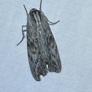 Capusa (genus) at Jerrabomberra, NSW - 14 Jan 2023