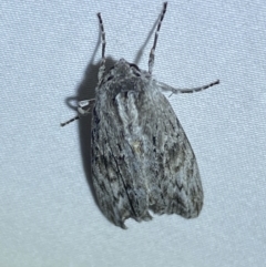 Capusa (genus) at Jerrabomberra, NSW - 14 Jan 2023