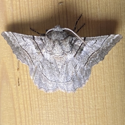 Hypobapta tachyhalotaria (Varied Grey) at Jerrabomberra, NSW - 12 Jan 2023 by Steve_Bok