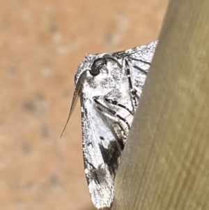 Hypobapta tachyhalotaria at Jerrabomberra, NSW - 12 Jan 2023