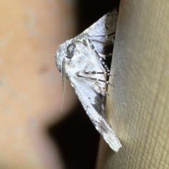 Hypobapta tachyhalotaria at Jerrabomberra, NSW - 12 Jan 2023