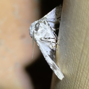 Hypobapta tachyhalotaria at Jerrabomberra, NSW - 12 Jan 2023