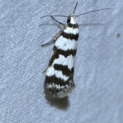 Philobota impletella Group (A concealer moth) at Jerrabomberra, NSW - 12 Jan 2023 by SteveBorkowskis