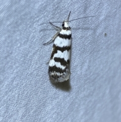 Philobota impletella Group at Jerrabomberra, NSW - 12 Jan 2023