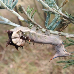 Neola semiaurata at Kambah, ACT - 14 Jan 2023