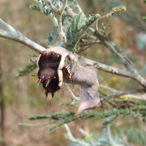 Neola semiaurata at Kambah, ACT - 14 Jan 2023