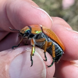 Anoplognathus brunnipennis at Tuggeranong, ACT - 14 Jan 2023 11:18 AM