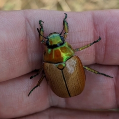 Anoplognathus brunnipennis at Tuggeranong, ACT - 14 Jan 2023