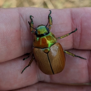 Anoplognathus brunnipennis at Tuggeranong, ACT - 14 Jan 2023 11:18 AM