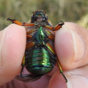 Anoplognathus brunnipennis at Tuggeranong, ACT - 14 Jan 2023 11:18 AM