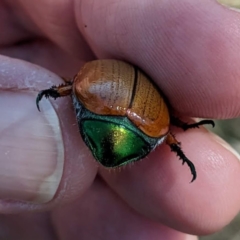 Anoplognathus brunnipennis at Tuggeranong, ACT - 14 Jan 2023