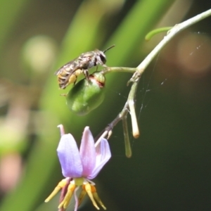 Lipotriches (Austronomia) phanerura at Cook, ACT - 7 Jan 2023