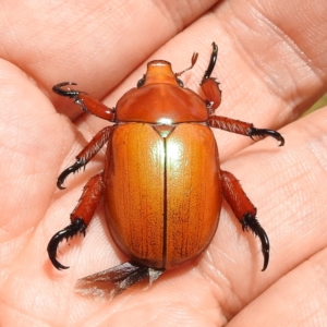 Anoplognathus montanus at Tuggeranong, ACT - 14 Jan 2023