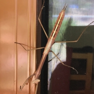 Archimantis sobrina at Hall, ACT - 14 Jan 2023 10:31 AM