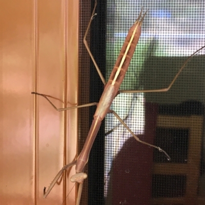 Archimantis sobrina (Large brown mantid) at Hall, ACT - 14 Jan 2023 by strigo