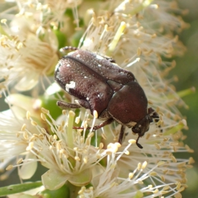 Glycyphana stolata (Brown Flower Beetle) at Murrumbateman, NSW - 13 Jan 2023 by SimoneC