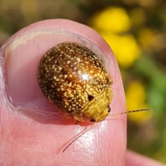 Paropsis variolosa (Variolosa leaf beetle) at Mount Mugga Mugga - 14 Jan 2023 by Mike