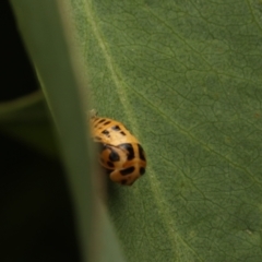 Harmonia conformis at Murrumbateman, NSW - 14 Jan 2023