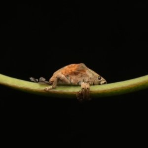 Gonipterus sp. (genus) at Murrumbateman, NSW - 14 Jan 2023