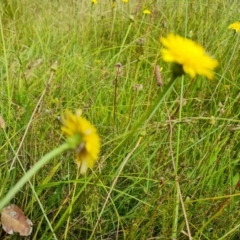 Leontodon saxatilis (Lesser Hawkbit, Hairy Hawkbit) at O'Malley, ACT - 13 Jan 2023 by Mike