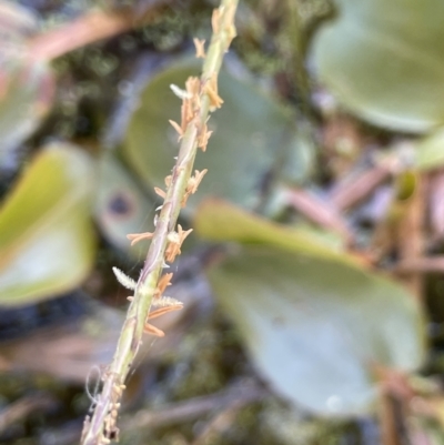 Hemarthria uncinata (Matgrass) at Breadalbane, NSW - 14 Jan 2023 by JaneR