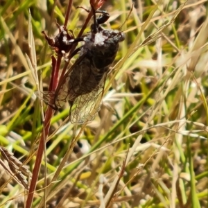 Cicadettini sp. (tribe) at Symonston, ACT - 14 Jan 2023 11:20 AM