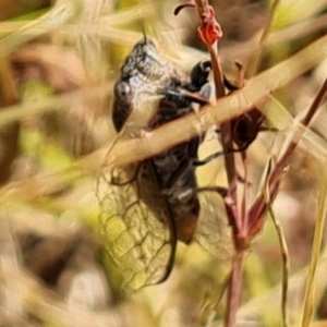 Cicadettini sp. (tribe) at Symonston, ACT - 14 Jan 2023 11:20 AM