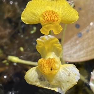 Utricularia australis at Breadalbane, NSW - 14 Jan 2023