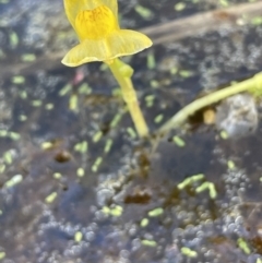 Utricularia australis at Breadalbane, NSW - 14 Jan 2023 02:43 PM