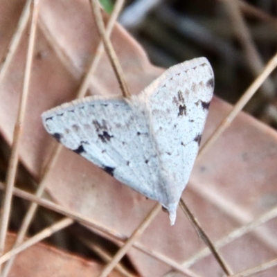 Dichromodes estigmaria (Pale Grey Heath Moth) at Moruya, NSW - 13 Jan 2023 by LisaH
