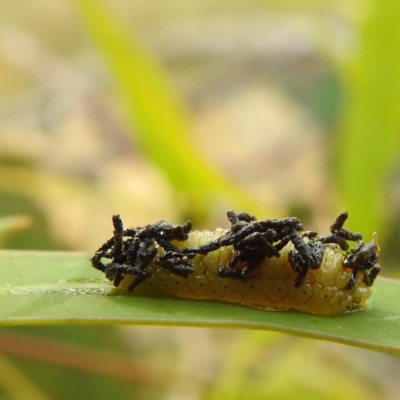 Chrysomelidae sp. (family) (Unidentified Leaf Beetle) at Stromlo, ACT - 13 Jan 2023 by HelenCross