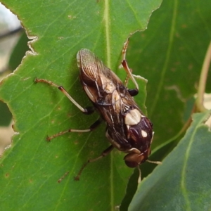 Pergagrapta polita at Stromlo, ACT - suppressed