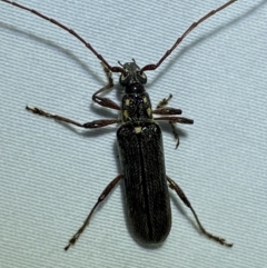 Strongylurus ceresioides (Longhorn beetle) at Jerrabomberra, NSW - 12 Jan 2023 by SteveBorkowskis