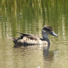 Anas gracilis (Grey Teal) at Stromlo, ACT - 14 Jan 2023 by HelenCross