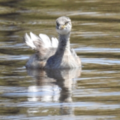 Tachybaptus novaehollandiae (Australasian Grebe) at Stromlo, ACT - 14 Jan 2023 by HelenCross