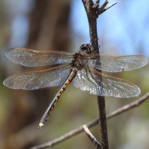 Hemicordulia tau at Stromlo, ACT - 14 Jan 2023