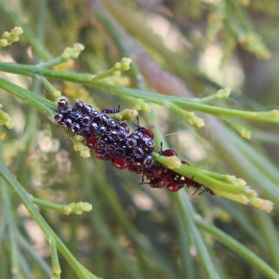 Oechalia schellenbergii (Spined Predatory Shield Bug) at Stromlo, ACT - 14 Jan 2023 by HelenCross