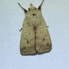 Diarsia intermixta (Chevron Cutworm, Orange Peel Moth.) at Jerrabomberra, NSW - 12 Jan 2023 by SteveBorkowskis