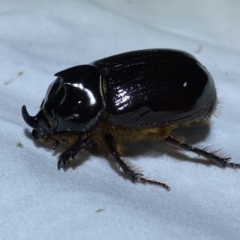 Dasygnathus sp. (genus) (Rhinoceros beetle) at Jerrabomberra, NSW - 12 Jan 2023 by SteveBorkowskis