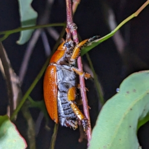 Anoplognathus porosus at Lions Youth Haven - Westwood Farm A.C.T. - 13 Jan 2023